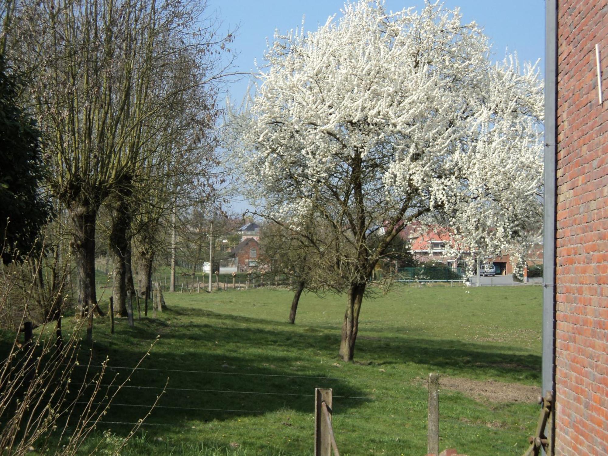 B&B Molen Ter Walle Geraardsbergen Kültér fotó